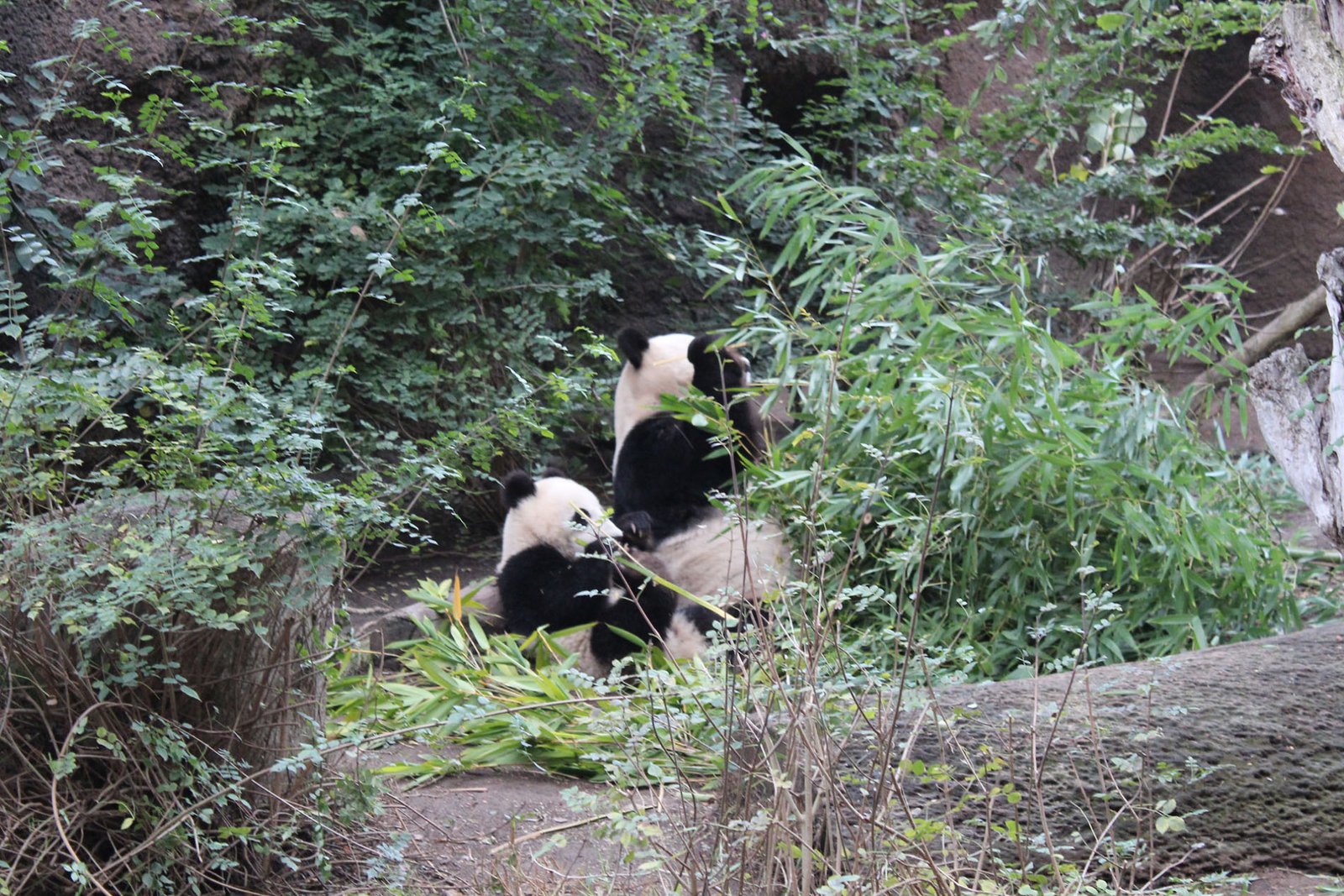 San Diego Zoo Part II 188